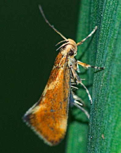 Metalampra sp.